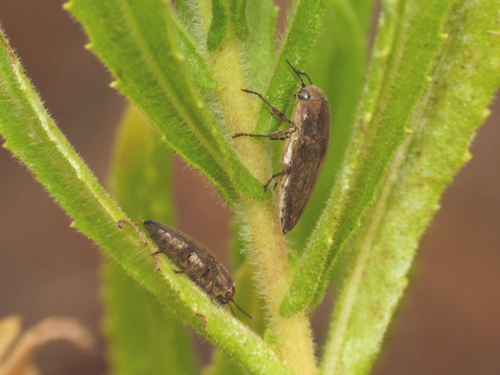 Sphenoptera impressifrons